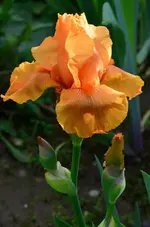 mandarin.webp