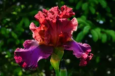 ramson note2.webp