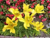 Bilda002.webp