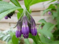 P1370190.webp