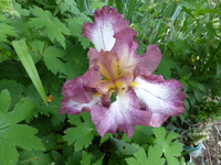 P1380814.webp