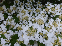 P1370499.webp