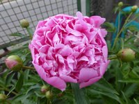 P1390530.webp