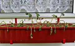 IMG_0241v.webp