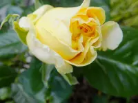 DSCF9002.webp