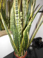 DSCN2419.webp