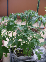 k-P1090314.webp