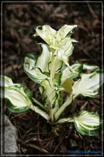 comp_DSC03557.webp