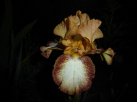 P1380224.webp