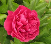 IMG_5788A.webp