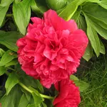 IMG_5795A.webp