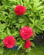 IMG_5802A.webp