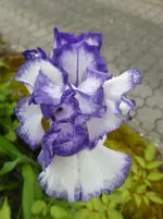 P1390670.webp