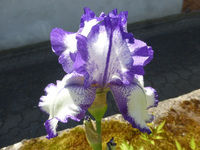 P1390310.webp