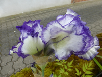 P1390669.webp