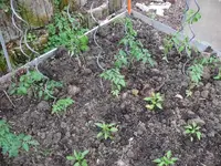 k-Tomaten GWH 2.webp