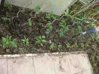 k-Tomaten GWH.webp