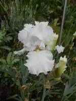 DSCN2397.webp