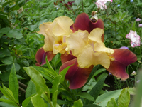 P1400431.webp