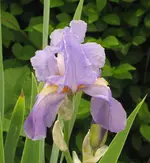 IMG_5774A.webp