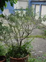 SDC10865.webp