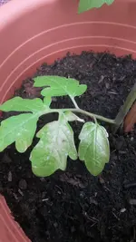 20150526_152107.webp