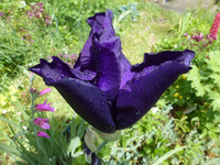 P1390569.webp