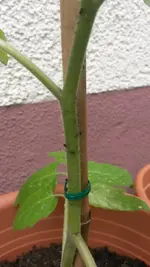 20150526_152149.webp