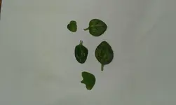 20150525_131809[1].webp