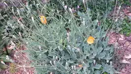 die letzten blüten vom himalaya mohn.webp
