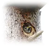 kleiner Spatz (1).webp