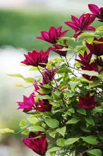 Roter Kardinal.webp