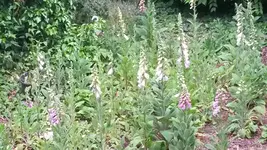 fingerhüte.webp