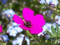 Giuseppi.webp