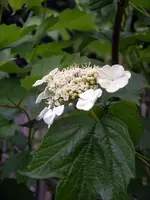 IMGP7661.webp