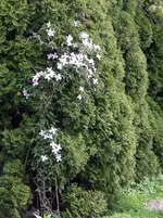 IMGP7663.webp