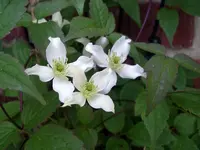 IMGP7665.webp