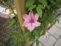 P5260193.webp