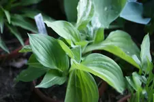 DSC03572.jpg