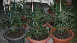 SAM_4138.webp