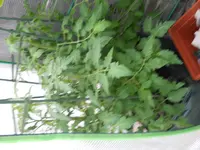 DSCN1254.webp