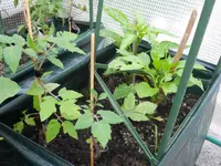 DSCN1257.webp