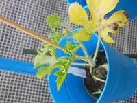 DSCN1259.webp