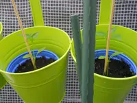 DSCN1260.webp