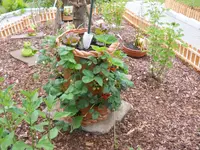 DSCN1268.webp