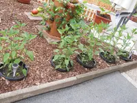 DSCN1272.webp