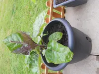 DSCN1279.webp