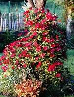 Roter Kardinal (1) (Kopie).webp