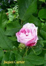 IMG_4683.webp