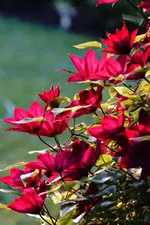 Roter Kardinal (2) (Kopie).webp
